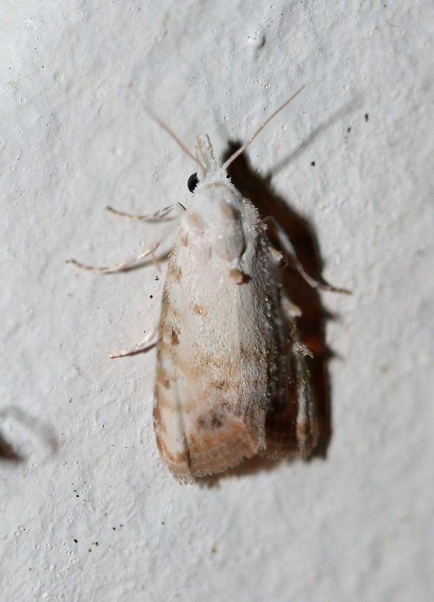 Sorghum Webworm Moth (Nola cereella) <br />
At porch lights near a backyard habitat in NW Georgia (Gordon County), US. July 26, 2018. Geotagged,Lepidoptera,Nola cereella,Summer,United States,moth,moth week 2018,moths,nola,sorghum webworm moth,webworm moth