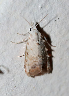 Sorghum Webworm Moth (Nola cereella) 
At porch lights near a backyard habitat in NW Georgia (Gordon County), US. July 26, 2018. Geotagged,Lepidoptera,Nola cereella,Summer,United States,moth,moth week 2018,moths,nola,sorghum webworm moth,webworm moth