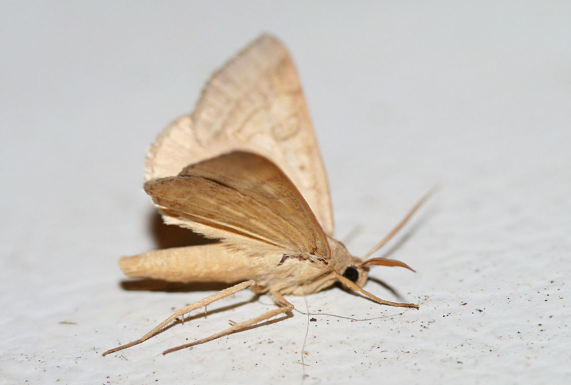 Vetch Looper Moth (Caenurgia chloropha)? - Wings Raised - Side View Resting on a chest freezer (cool surface) below porch lights near a backyard habitat in NW Georgia (Gordon County), US. July 26, 2018.<br />
<figure class="photo"><a href="https://www.jungledragon.com/image/63694/vetch_looper_moth_caenurgia_chloropha_-_wings_raised.html" title="Vetch Looper Moth (Caenurgia chloropha)? - Wings Raised"><img src="https://s3.amazonaws.com/media.jungledragon.com/images/3231/63694_thumb.jpg?AWSAccessKeyId=05GMT0V3GWVNE7GGM1R2&Expires=1759968010&Signature=bU%2B6ZCQOhjIIiZZSjOqyxqvxu2U%3D" width="200" height="140" alt="Vetch Looper Moth (Caenurgia chloropha)? - Wings Raised Resting on a chest freezer (cool surface) below porch lights near a backyard habitat in NW Georgia (Gordon County), US. July 26, 2018.<br />
https://www.jungledragon.com/image/63692/vetch_looper_moth_caenurgia_chloropha.html<br />
https://www.jungledragon.com/image/63693/vetch_looper_moth_caenurgia_chloropha.html API,Caenurgia chloropha,Geotagged,Lepidoptera,Summer,United States,caenurgia,moth,moth week 2018,moths,vetch looper moth" /></a></figure><br />
<figure class="photo"><a href="https://www.jungledragon.com/image/63693/vetch_looper_moth_caenurgia_chloropha.html" title="Vetch Looper Moth (Caenurgia chloropha)?"><img src="https://s3.amazonaws.com/media.jungledragon.com/images/3231/63693_thumb.jpg?AWSAccessKeyId=05GMT0V3GWVNE7GGM1R2&Expires=1759968010&Signature=dp7gMXLBPwGSwnb7q9J%2FB8BMlCg%3D" width="200" height="134" alt="Vetch Looper Moth (Caenurgia chloropha)? Resting on a chest freezer (cool surface) below porch lights near a backyard habitat in NW Georgia (Gordon County), US. July 26, 2018.<br />
https://www.jungledragon.com/image/63692/vetch_looper_moth_caenurgia_chloropha.html<br />
https://www.jungledragon.com/image/63694/vetch_looper_moth_caenurgia_chloropha_-_wings_raised.html API,Caenurgia chloropha,Geotagged,Lepidoptera,Summer,United States,caenurgia,moth,moth week 2018,moths,vetch looper moth" /></a></figure><br />
 API,Caenurgia chloropha,Geotagged,Lepidoptera,Summer,United States,caenurgia,moth,moth week 2018,moths,vetch looper moth