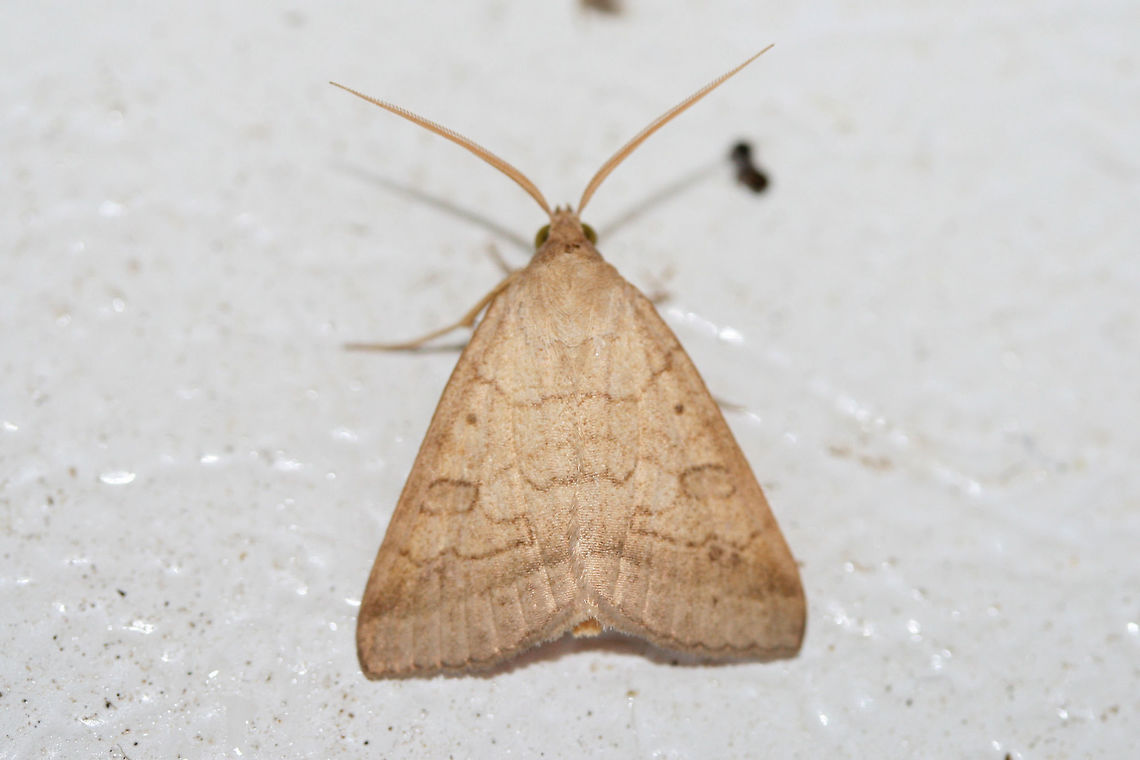 Vetch Looper Moth (Caenurgia chloropha)? Resting on a chest freezer (cool surface) below porch lights near a backyard habitat in NW Georgia (Gordon County), US. July 26, 2018.<br />
<figure class="photo"><a href="https://www.jungledragon.com/image/63692/vetch_looper_moth_caenurgia_chloropha_-_wings_raised_-_side_view.html" title="Vetch Looper Moth (Caenurgia chloropha)? - Wings Raised - Side View"><img src="https://s3.amazonaws.com/media.jungledragon.com/images/3231/63692_thumb.jpg?AWSAccessKeyId=05GMT0V3GWVNE7GGM1R2&Expires=1759968010&Signature=kx472A89Uvn0Cke2DOsCu6BAmq0%3D" width="200" height="136" alt="Vetch Looper Moth (Caenurgia chloropha)? - Wings Raised - Side View Resting on a chest freezer (cool surface) below porch lights near a backyard habitat in NW Georgia (Gordon County), US. July 26, 2018.<br />
https://www.jungledragon.com/image/63694/vetch_looper_moth_caenurgia_chloropha_-_wings_raised.html<br />
https://www.jungledragon.com/image/63693/vetch_looper_moth_caenurgia_chloropha.html<br />
 API,Caenurgia chloropha,Geotagged,Lepidoptera,Summer,United States,caenurgia,moth,moth week 2018,moths,vetch looper moth" /></a></figure><br />
<figure class="photo"><a href="https://www.jungledragon.com/image/63694/vetch_looper_moth_caenurgia_chloropha_-_wings_raised.html" title="Vetch Looper Moth (Caenurgia chloropha)? - Wings Raised"><img src="https://s3.amazonaws.com/media.jungledragon.com/images/3231/63694_thumb.jpg?AWSAccessKeyId=05GMT0V3GWVNE7GGM1R2&Expires=1759968010&Signature=bU%2B6ZCQOhjIIiZZSjOqyxqvxu2U%3D" width="200" height="140" alt="Vetch Looper Moth (Caenurgia chloropha)? - Wings Raised Resting on a chest freezer (cool surface) below porch lights near a backyard habitat in NW Georgia (Gordon County), US. July 26, 2018.<br />
https://www.jungledragon.com/image/63692/vetch_looper_moth_caenurgia_chloropha.html<br />
https://www.jungledragon.com/image/63693/vetch_looper_moth_caenurgia_chloropha.html API,Caenurgia chloropha,Geotagged,Lepidoptera,Summer,United States,caenurgia,moth,moth week 2018,moths,vetch looper moth" /></a></figure> API,Caenurgia chloropha,Geotagged,Lepidoptera,Summer,United States,caenurgia,moth,moth week 2018,moths,vetch looper moth