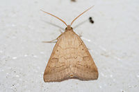 Vetch Looper Moth (Caenurgia chloropha)? Resting on a chest freezer (cool surface) below porch lights near a backyard habitat in NW Georgia (Gordon County), US. July 26, 2018.<br />
https://www.jungledragon.com/image/63692/vetch_looper_moth_caenurgia_chloropha.html<br />
https://www.jungledragon.com/image/63694/vetch_looper_moth_caenurgia_chloropha_-_wings_raised.html API,Caenurgia chloropha,Geotagged,Lepidoptera,Summer,United States,caenurgia,moth,moth week 2018,moths,vetch looper moth