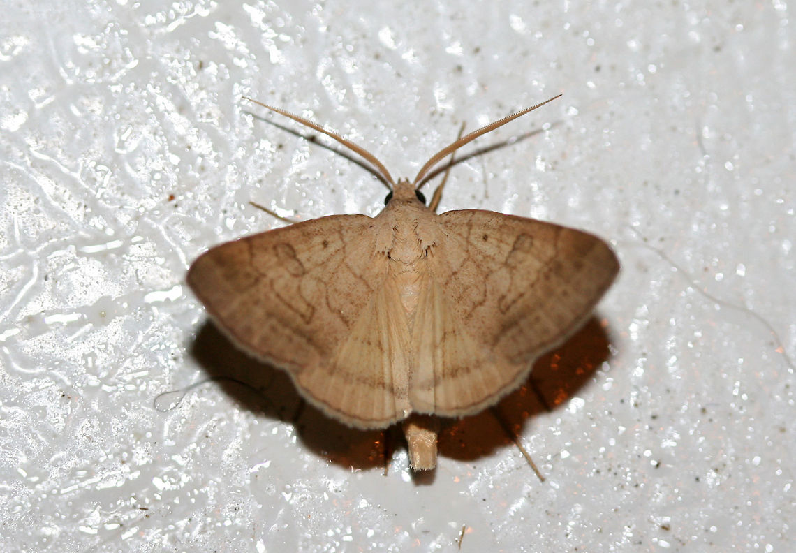 Vetch Looper Moth (Caenurgia chloropha)? - Wings Raised Resting on a chest freezer (cool surface) below porch lights near a backyard habitat in NW Georgia (Gordon County), US. July 26, 2018.<br />
<figure class="photo"><a href="https://www.jungledragon.com/image/63692/vetch_looper_moth_caenurgia_chloropha_-_wings_raised_-_side_view.html" title="Vetch Looper Moth (Caenurgia chloropha)? - Wings Raised - Side View"><img src="https://s3.amazonaws.com/media.jungledragon.com/images/3231/63692_thumb.jpg?AWSAccessKeyId=05GMT0V3GWVNE7GGM1R2&Expires=1759968010&Signature=kx472A89Uvn0Cke2DOsCu6BAmq0%3D" width="200" height="136" alt="Vetch Looper Moth (Caenurgia chloropha)? - Wings Raised - Side View Resting on a chest freezer (cool surface) below porch lights near a backyard habitat in NW Georgia (Gordon County), US. July 26, 2018.<br />
https://www.jungledragon.com/image/63694/vetch_looper_moth_caenurgia_chloropha_-_wings_raised.html<br />
https://www.jungledragon.com/image/63693/vetch_looper_moth_caenurgia_chloropha.html<br />
 API,Caenurgia chloropha,Geotagged,Lepidoptera,Summer,United States,caenurgia,moth,moth week 2018,moths,vetch looper moth" /></a></figure><br />
<figure class="photo"><a href="https://www.jungledragon.com/image/63693/vetch_looper_moth_caenurgia_chloropha.html" title="Vetch Looper Moth (Caenurgia chloropha)?"><img src="https://s3.amazonaws.com/media.jungledragon.com/images/3231/63693_thumb.jpg?AWSAccessKeyId=05GMT0V3GWVNE7GGM1R2&Expires=1759968010&Signature=dp7gMXLBPwGSwnb7q9J%2FB8BMlCg%3D" width="200" height="134" alt="Vetch Looper Moth (Caenurgia chloropha)? Resting on a chest freezer (cool surface) below porch lights near a backyard habitat in NW Georgia (Gordon County), US. July 26, 2018.<br />
https://www.jungledragon.com/image/63692/vetch_looper_moth_caenurgia_chloropha.html<br />
https://www.jungledragon.com/image/63694/vetch_looper_moth_caenurgia_chloropha_-_wings_raised.html API,Caenurgia chloropha,Geotagged,Lepidoptera,Summer,United States,caenurgia,moth,moth week 2018,moths,vetch looper moth" /></a></figure> API,Caenurgia chloropha,Geotagged,Lepidoptera,Summer,United States,caenurgia,moth,moth week 2018,moths,vetch looper moth