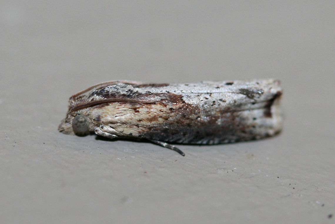 Inimical Borer Moth (Pseudogalleria inimicella) Resting on a chest freezer (cool surface) below porch lights near a backyard habitat in NW Georgia (Gordon County), US. July 27, 2018.<br />
<br />
Larvae of this species bore below ground to feed on the roots of Greenbriar (Smilax sp.) species.<br />
<figure class="photo"><a href="https://www.jungledragon.com/image/63751/inimical_borer_moth_pseudogalleria_inimicella.html" title="Inimical Borer Moth (Pseudogalleria inimicella)"><img src="https://s3.amazonaws.com/media.jungledragon.com/images/3231/63751_thumb.jpg?AWSAccessKeyId=05GMT0V3GWVNE7GGM1R2&Expires=1769040010&Signature=57lN0KsnXNqqOYFhXk556m5UN3g%3D" width="200" height="200" alt="Inimical Borer Moth (Pseudogalleria inimicella) Resting on a chest freezer (cool surface) below porch lights near a backyard habitat in NW Georgia (Gordon County), US. July 27, 2018.<br />
<br />
Larvae of this species bore below ground to feed on the roots of Greenbriar (Smilax sp.) species.<br />
<br />
https://www.jungledragon.com/image/63749/unknown_tortricid_moth.html<br />
https://www.jungledragon.com/image/63750/unknown_tortricid_moth.html Geotagged,Lepidoptera,Pseudogalleria inimicella,Summer,United States,moth,moth week 2018,moths,tortricid,tortricidae" /></a></figure><br />
<figure class="photo"><a href="https://www.jungledragon.com/image/63750/inimical_borer_moth_pseudogalleria_inimicella.html" title="Inimical Borer Moth (Pseudogalleria inimicella)"><img src="https://s3.amazonaws.com/media.jungledragon.com/images/3231/63750_thumb.jpg?AWSAccessKeyId=05GMT0V3GWVNE7GGM1R2&Expires=1769040010&Signature=8FE7RiiEYHgb5CN7WLHtaAzfgxw%3D" width="100" height="152" alt="Inimical Borer Moth (Pseudogalleria inimicella) Resting on a chest freezer (cool surface) below porch lights near a backyard habitat in NW Georgia (Gordon County), US. July 27, 2018.<br />
<br />
Larvae of this species bore below ground to feed on the roots of Greenbriar (Smilax sp.) species.<br />
<br />
https://www.jungledragon.com/image/63751/unknown_tortricid_moth.html<br />
https://www.jungledragon.com/image/63749/unknown_tortricid_moth.html Geotagged,Lepidoptera,Pseudogalleria inimicella,United States,moth,moth week 2018,moths,tortricid,tortricidae" /></a></figure> Geotagged,Lepidoptera,Pseudogalleria inimicella,United States,moth,moth week 2018,moths,tortricid,tortricidae