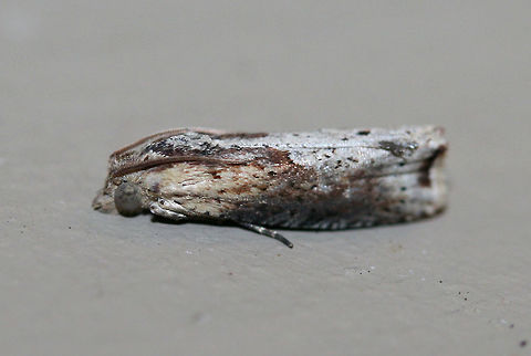 Inimical Borer Moth (Pseudogalleria inimicella) Resting on a chest freezer (cool surface) below porch lights near a backyard habitat in NW Georgia (Gordon County), US. July 27, 2018.

Larvae of this species bore below ground to feed on the roots of Greenbriar (Smilax sp.) species.
https://www.jungledragon.com/image/63751/unknown_tortricid_moth.html
https://www.jungledragon.com/image/63750/unknown_tortricid_moth.html Geotagged,Lepidoptera,Pseudogalleria inimicella,United States,moth,moth week 2018,moths,tortricid,tortricidae
