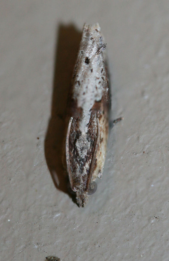 Inimical Borer Moth (Pseudogalleria inimicella) Resting on a chest freezer (cool surface) below porch lights near a backyard habitat in NW Georgia (Gordon County), US. July 27, 2018.<br />
<br />
Larvae of this species bore below ground to feed on the roots of Greenbriar (Smilax sp.) species.<br />
<br />
<figure class="photo"><a href="https://www.jungledragon.com/image/63751/inimical_borer_moth_pseudogalleria_inimicella.html" title="Inimical Borer Moth (Pseudogalleria inimicella)"><img src="https://s3.amazonaws.com/media.jungledragon.com/images/3231/63751_thumb.jpg?AWSAccessKeyId=05GMT0V3GWVNE7GGM1R2&Expires=1759968010&Signature=KQyhM5SmC0JMLZlZfNWQzfBNVkY%3D" width="200" height="200" alt="Inimical Borer Moth (Pseudogalleria inimicella) Resting on a chest freezer (cool surface) below porch lights near a backyard habitat in NW Georgia (Gordon County), US. July 27, 2018.<br />
<br />
Larvae of this species bore below ground to feed on the roots of Greenbriar (Smilax sp.) species.<br />
<br />
https://www.jungledragon.com/image/63749/unknown_tortricid_moth.html<br />
https://www.jungledragon.com/image/63750/unknown_tortricid_moth.html Geotagged,Lepidoptera,Pseudogalleria inimicella,Summer,United States,moth,moth week 2018,moths,tortricid,tortricidae" /></a></figure><br />
<figure class="photo"><a href="https://www.jungledragon.com/image/63749/inimical_borer_moth_pseudogalleria_inimicella.html" title="Inimical Borer Moth (Pseudogalleria inimicella)"><img src="https://s3.amazonaws.com/media.jungledragon.com/images/3231/63749_thumb.jpg?AWSAccessKeyId=05GMT0V3GWVNE7GGM1R2&Expires=1759968010&Signature=fEsYq5e1MHQvh2UHGqxzui5HWWU%3D" width="200" height="136" alt="Inimical Borer Moth (Pseudogalleria inimicella) Resting on a chest freezer (cool surface) below porch lights near a backyard habitat in NW Georgia (Gordon County), US. July 27, 2018.<br />
<br />
Larvae of this species bore below ground to feed on the roots of Greenbriar (Smilax sp.) species.<br />
https://www.jungledragon.com/image/63751/unknown_tortricid_moth.html<br />
https://www.jungledragon.com/image/63750/unknown_tortricid_moth.html Geotagged,Lepidoptera,Pseudogalleria inimicella,United States,moth,moth week 2018,moths,tortricid,tortricidae" /></a></figure> Geotagged,Lepidoptera,Pseudogalleria inimicella,United States,moth,moth week 2018,moths,tortricid,tortricidae