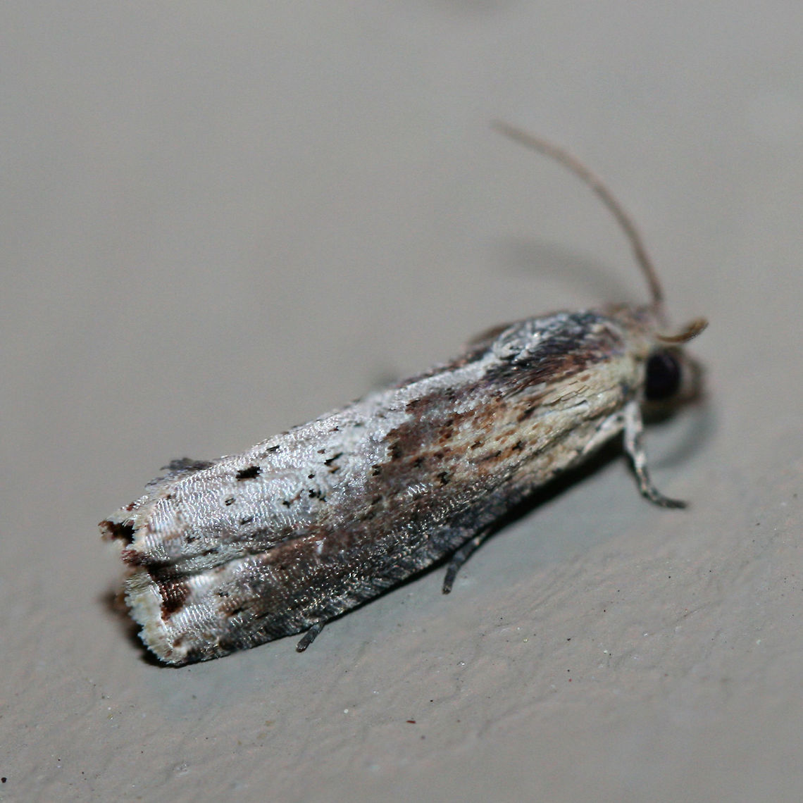 Inimical Borer Moth (Pseudogalleria inimicella) Resting on a chest freezer (cool surface) below porch lights near a backyard habitat in NW Georgia (Gordon County), US. July 27, 2018.<br />
<br />
Larvae of this species bore below ground to feed on the roots of Greenbriar (Smilax sp.) species.<br />
<br />
<figure class="photo"><a href="https://www.jungledragon.com/image/63749/inimical_borer_moth_pseudogalleria_inimicella.html" title="Inimical Borer Moth (Pseudogalleria inimicella)"><img src="https://s3.amazonaws.com/media.jungledragon.com/images/3231/63749_thumb.jpg?AWSAccessKeyId=05GMT0V3GWVNE7GGM1R2&Expires=1769040010&Signature=84vCH0zm8PC9vNY2I7BCzkwOT68%3D" width="200" height="136" alt="Inimical Borer Moth (Pseudogalleria inimicella) Resting on a chest freezer (cool surface) below porch lights near a backyard habitat in NW Georgia (Gordon County), US. July 27, 2018.<br />
<br />
Larvae of this species bore below ground to feed on the roots of Greenbriar (Smilax sp.) species.<br />
https://www.jungledragon.com/image/63751/unknown_tortricid_moth.html<br />
https://www.jungledragon.com/image/63750/unknown_tortricid_moth.html Geotagged,Lepidoptera,Pseudogalleria inimicella,United States,moth,moth week 2018,moths,tortricid,tortricidae" /></a></figure><br />
<figure class="photo"><a href="https://www.jungledragon.com/image/63750/inimical_borer_moth_pseudogalleria_inimicella.html" title="Inimical Borer Moth (Pseudogalleria inimicella)"><img src="https://s3.amazonaws.com/media.jungledragon.com/images/3231/63750_thumb.jpg?AWSAccessKeyId=05GMT0V3GWVNE7GGM1R2&Expires=1769040010&Signature=8FE7RiiEYHgb5CN7WLHtaAzfgxw%3D" width="100" height="152" alt="Inimical Borer Moth (Pseudogalleria inimicella) Resting on a chest freezer (cool surface) below porch lights near a backyard habitat in NW Georgia (Gordon County), US. July 27, 2018.<br />
<br />
Larvae of this species bore below ground to feed on the roots of Greenbriar (Smilax sp.) species.<br />
<br />
https://www.jungledragon.com/image/63751/unknown_tortricid_moth.html<br />
https://www.jungledragon.com/image/63749/unknown_tortricid_moth.html Geotagged,Lepidoptera,Pseudogalleria inimicella,United States,moth,moth week 2018,moths,tortricid,tortricidae" /></a></figure> Geotagged,Lepidoptera,Pseudogalleria inimicella,Summer,United States,moth,moth week 2018,moths,tortricid,tortricidae