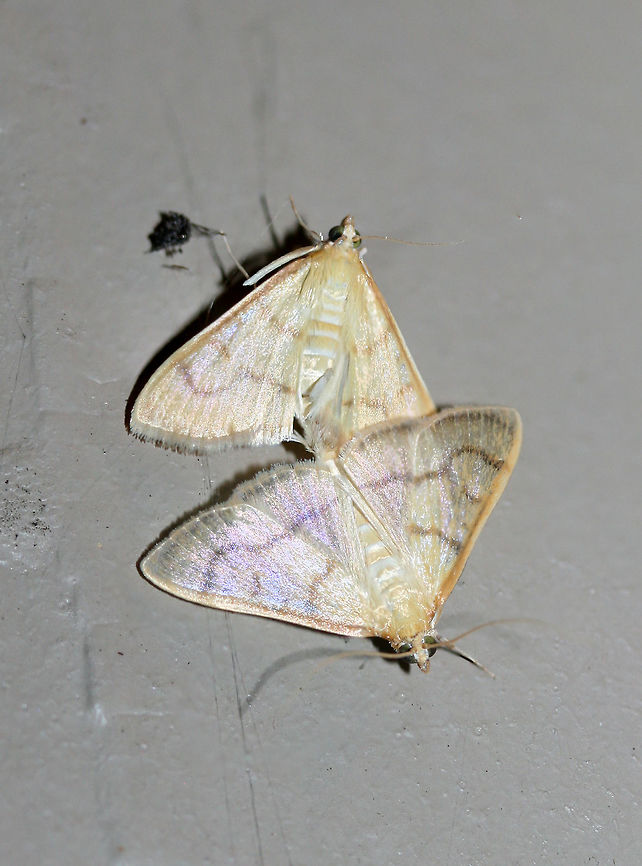 Helvibotys helvialis or Neohelvibotys neohelvialis At porch lights near an overgrown backyard habitat in NW Georgia (Gordon County), US. July 27, 2018.<br />
<figure class="photo"><a href="https://www.jungledragon.com/image/63754/helvibotys_helvialis_or_neohelvibotys_neohelvialis.html" title="Helvibotys helvialis or Neohelvibotys neohelvialis"><img src="https://s3.amazonaws.com/media.jungledragon.com/images/3231/63754_thumb.jpg?AWSAccessKeyId=05GMT0V3GWVNE7GGM1R2&Expires=1759968010&Signature=eIfEhvvmJDCW%2Bb7RRYDrGhZvLFM%3D" width="116" height="152" alt="Helvibotys helvialis or Neohelvibotys neohelvialis At porch lights near an overgrown backyard habitat in NW Georgia (Gordon County), US. July 27, 2018.<br />
https://www.jungledragon.com/image/63753/unknown_crambid_snout_moths_family_crambidae_-_mating.html Geotagged,Helvibotys helvialis,Moth Week 2018,Summer,United States,crambid,crambid moth,lepidoptera,moth,moths" /></a></figure> Geotagged,Helvibotys helvialis,Moth Week 2018,Summer,United States,crambid,crambid moth,lepidoptera,moth,moths