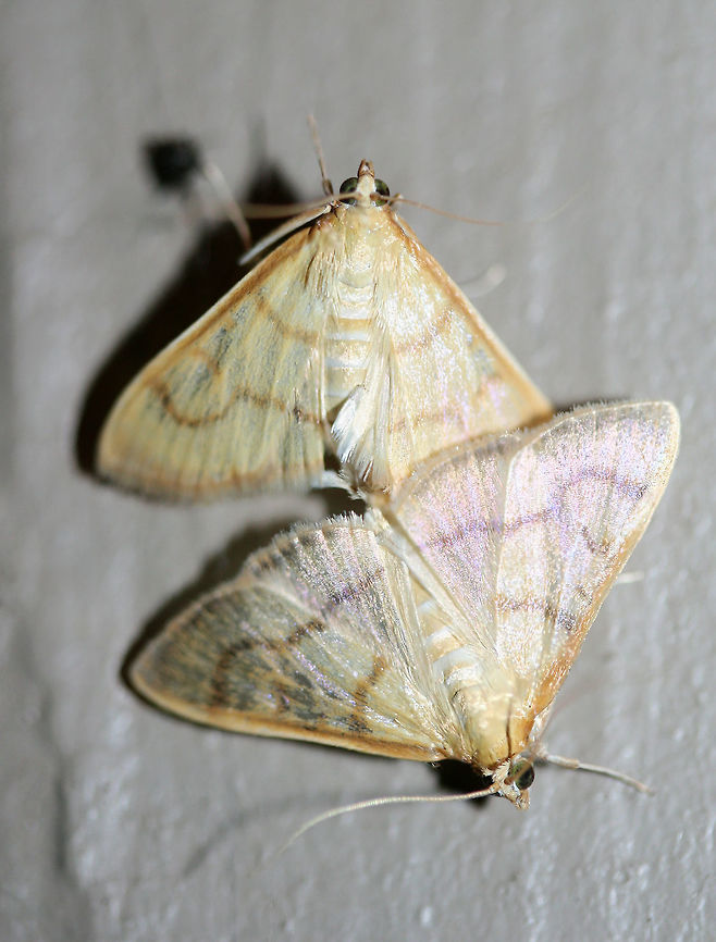 Helvibotys helvialis or Neohelvibotys neohelvialis At porch lights near an overgrown backyard habitat in NW Georgia (Gordon County), US. July 27, 2018.<br />
<figure class="photo"><a href="https://www.jungledragon.com/image/63753/helvibotys_helvialis_or_neohelvibotys_neohelvialis.html" title="Helvibotys helvialis or Neohelvibotys neohelvialis"><img src="https://s3.amazonaws.com/media.jungledragon.com/images/3231/63753_thumb.jpg?AWSAccessKeyId=05GMT0V3GWVNE7GGM1R2&Expires=1759968010&Signature=sOSKlYp09G%2FLP5kS1o%2F5wXpx9vw%3D" width="114" height="152" alt="Helvibotys helvialis or Neohelvibotys neohelvialis At porch lights near an overgrown backyard habitat in NW Georgia (Gordon County), US. July 27, 2018.<br />
https://www.jungledragon.com/image/63754/unknown_crambid_snout_moths_family_crambidae_-_mating.html Geotagged,Helvibotys helvialis,Moth Week 2018,Summer,United States,crambid,crambid moth,lepidoptera,moth,moths" /></a></figure> Geotagged,Helvibotys helvialis,Moth Week 2018,Summer,United States,crambid,crambid moth,lepidoptera,moth,moths