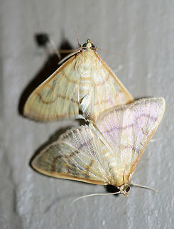 Helvibotys helvialis or Neohelvibotys neohelvialis At porch lights near an overgrown backyard habitat in NW Georgia (Gordon County), US. July 27, 2018.
https://www.jungledragon.com/image/63753/unknown_crambid_snout_moths_family_crambidae_-_mating.html Geotagged,Helvibotys helvialis,Moth Week 2018,Summer,United States,crambid,crambid moth,lepidoptera,moth,moths