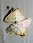 Helvibotys helvialis or Neohelvibotys neohelvialis At porch lights near an overgrown backyard habitat in NW Georgia (Gordon County), US. July 27, 2018.<br />
https://www.jungledragon.com/image/63753/unknown_crambid_snout_moths_family_crambidae_-_mating.html Geotagged,Helvibotys helvialis,Moth Week 2018,Summer,United States,crambid,crambid moth,lepidoptera,moth,moths