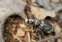 One-Spotted Tiger Beetle (Apterodela unipunctata) Iridescent purple/maroon tiger beetle (some hints of green throughout) in a disturbed area at the top of a ridge surrounded by a dense mixed hardwood/coniferous forest in NW Georgia (Gordon County), US. July 20, 2018.<br />
ID updated!<br />
https://www.jungledragon.com/image/63839/unknown_tiger_beetle_cicindela_sp.html Apterodela unipunctata,Cicindelidia rufiventris,Coleoptera,Eastern Red-bellied Tiger Beetle,Geotagged,One-Spotted Tiger Beetle,Summer,United States,beetle,cicindela,insect,insecta,tiger beetle