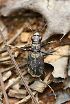One-Spotted Tiger Beetle (Apterodela unipunctata) Iridescent purple/maroon tiger beetle (some hints of green throughout) in a disturbed area at the top of a ridge surrounded by a dense mixed hardwood/coniferous forest in NW Georgia (Gordon County), US. July 20, 2018.<br />
<br />
ID updated!<br />
https://www.jungledragon.com/image/63838/unknown_tiger_beetle_cicindela_sp.html Apterodela unipunctata,Cicindela rufiventris,Cicindelidia rufiventris,Coleoptera,Eastern Red-bellied Tiger Beetle,Geotagged,One-Spotted Tiger Beetle,Summer,United States,beetle,cicindela,insect,insecta,tiger beetle