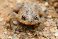 American Toad (Anaxyrus americanus) Another toad rescued from the pits we dug! Luckily, the holes are now all sealed up!<br />
<br />
In a disturbed area at the top of a ridge surrounded by a dense mixed hardwood/coniferous forest.<br />
https://www.jungledragon.com/image/63848/american_toad_anaxyrus_americanus.html<br />
https://www.jungledragon.com/image/63846/american_toad_anaxyrus_americanus.html<br />
https://www.jungledragon.com/image/63847/american_toad_anaxyrus_americanus.html American toad,Anaxyrus americanus,Geotagged,Summer,United States,amphibian,amphibians,anaxyrus,toad