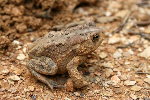 American Toad (Anaxyrus americanus) Another toad rescued from the pits we dug! Luckily, the holes are now all sealed up!

In a disturbed area at the top of a ridge surrounded by a dense mixed hardwood/coniferous forest.
https://www.jungledragon.com/image/63845/american_toad_anaxyrus_americanus.html
https://www.jungledragon.com/image/63848/american_toad_anaxyrus_americanus.html
https://www.jungledragon.com/image/63847/american_toad_anaxyrus_americanus.html American toad,Anaxyrus americanus,Camouflage,Geotagged,Summer,United States,amphibian,amphibians,anaxyrus,toad