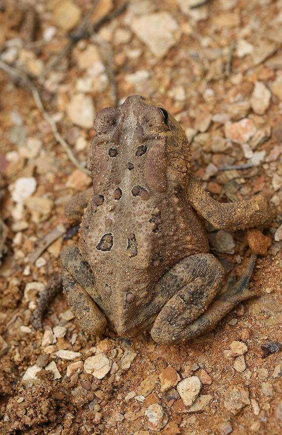 American Toad (Anaxyrus americanus) Another toad rescued from the pits we dug! Luckily, the holes are now all sealed up!<br />
<br />
In a disturbed area at the top of a ridge surrounded by a dense mixed hardwood/coniferous forest.<br />
<figure class="photo"><a href="https://www.jungledragon.com/image/63845/american_toad_anaxyrus_americanus.html" title="American Toad (Anaxyrus americanus)"><img src="https://s3.amazonaws.com/media.jungledragon.com/images/3231/63845_thumb.jpg?AWSAccessKeyId=05GMT0V3GWVNE7GGM1R2&Expires=1759968010&Signature=HaqSGxa4LhEenRAvTklalHABeQc%3D" width="200" height="134" alt="American Toad (Anaxyrus americanus) Another toad rescued from the pits we dug! Luckily, the holes are now all sealed up!<br />
<br />
In a disturbed area at the top of a ridge surrounded by a dense mixed hardwood/coniferous forest.<br />
https://www.jungledragon.com/image/63848/american_toad_anaxyrus_americanus.html<br />
https://www.jungledragon.com/image/63846/american_toad_anaxyrus_americanus.html<br />
https://www.jungledragon.com/image/63847/american_toad_anaxyrus_americanus.html American toad,Anaxyrus americanus,Geotagged,Summer,United States,amphibian,amphibians,anaxyrus,toad" /></a></figure><br />
<figure class="photo"><a href="https://www.jungledragon.com/image/63846/american_toad_anaxyrus_americanus.html" title="American Toad (Anaxyrus americanus)"><img src="https://s3.amazonaws.com/media.jungledragon.com/images/3231/63846_thumb.jpg?AWSAccessKeyId=05GMT0V3GWVNE7GGM1R2&Expires=1759968010&Signature=7JBbkiXx7L%2FFPV0uZjmsca16PGg%3D" width="200" height="134" alt="American Toad (Anaxyrus americanus) Another toad rescued from the pits we dug! Luckily, the holes are now all sealed up!<br />
<br />
In a disturbed area at the top of a ridge surrounded by a dense mixed hardwood/coniferous forest.<br />
https://www.jungledragon.com/image/63845/american_toad_anaxyrus_americanus.html<br />
https://www.jungledragon.com/image/63848/american_toad_anaxyrus_americanus.html<br />
https://www.jungledragon.com/image/63847/american_toad_anaxyrus_americanus.html American toad,Anaxyrus americanus,Camouflage,Geotagged,Summer,United States,amphibian,amphibians,anaxyrus,toad" /></a></figure><br />
<figure class="photo"><a href="https://www.jungledragon.com/image/63848/american_toad_anaxyrus_americanus.html" title="American Toad (Anaxyrus americanus)"><img src="https://s3.amazonaws.com/media.jungledragon.com/images/3231/63848_thumb.jpg?AWSAccessKeyId=05GMT0V3GWVNE7GGM1R2&Expires=1759968010&Signature=EO9ZB7ulkwolMKOCsUUF5HbcOPw%3D" width="200" height="134" alt="American Toad (Anaxyrus americanus) Another toad rescued from the pits we dug! Luckily, the holes are now all sealed up!<br />
<br />
In a disturbed area at the top of a ridge surrounded by a dense mixed hardwood/coniferous forest.<br />
https://www.jungledragon.com/image/63845/american_toad_anaxyrus_americanus.html<br />
https://www.jungledragon.com/image/63846/american_toad_anaxyrus_americanus.html<br />
https://www.jungledragon.com/image/63847/american_toad_anaxyrus_americanus.html American toad,Anaxyrus americanus,Geotagged,Summer,United States,amphibian,amphibians,anaxyrus,toad" /></a></figure> American toad,Anaxyrus americanus,Geotagged,Summer,Toad,United States,amphibian,amphibians,anaxyrus