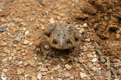 American Toad (Anaxyrus americanus) Another toad rescued from the pits we dug! Luckily, the holes are now all sealed up!

In a disturbed area at the top of a ridge surrounded by a dense mixed hardwood/coniferous forest.
https://www.jungledragon.com/image/63845/american_toad_anaxyrus_americanus.html
https://www.jungledragon.com/image/63846/american_toad_anaxyrus_americanus.html
https://www.jungledragon.com/image/63847/american_toad_anaxyrus_americanus.html American toad,Anaxyrus americanus,Geotagged,Summer,United States,amphibian,amphibians,anaxyrus,toad