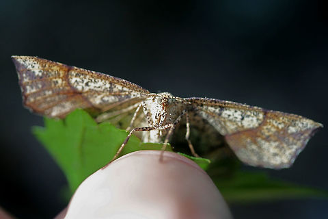 Euchlaena deplanaria? Geometrid moth resting on muscadine leaves in the understory of a dense mixed hardwood/coniferous forest in NW Georgia (Gordon County), US.
https://www.jungledragon.com/image/63865/euchlaena_deplanaria.html
https://www.jungledragon.com/image/63864/euchlaena_deplanaria.html Euchlaena deplanaria,Geotagged,Moth Week 2018,Summer,United States,deplanaria,geometrid,geometridae,lepidoptera,moth,moths