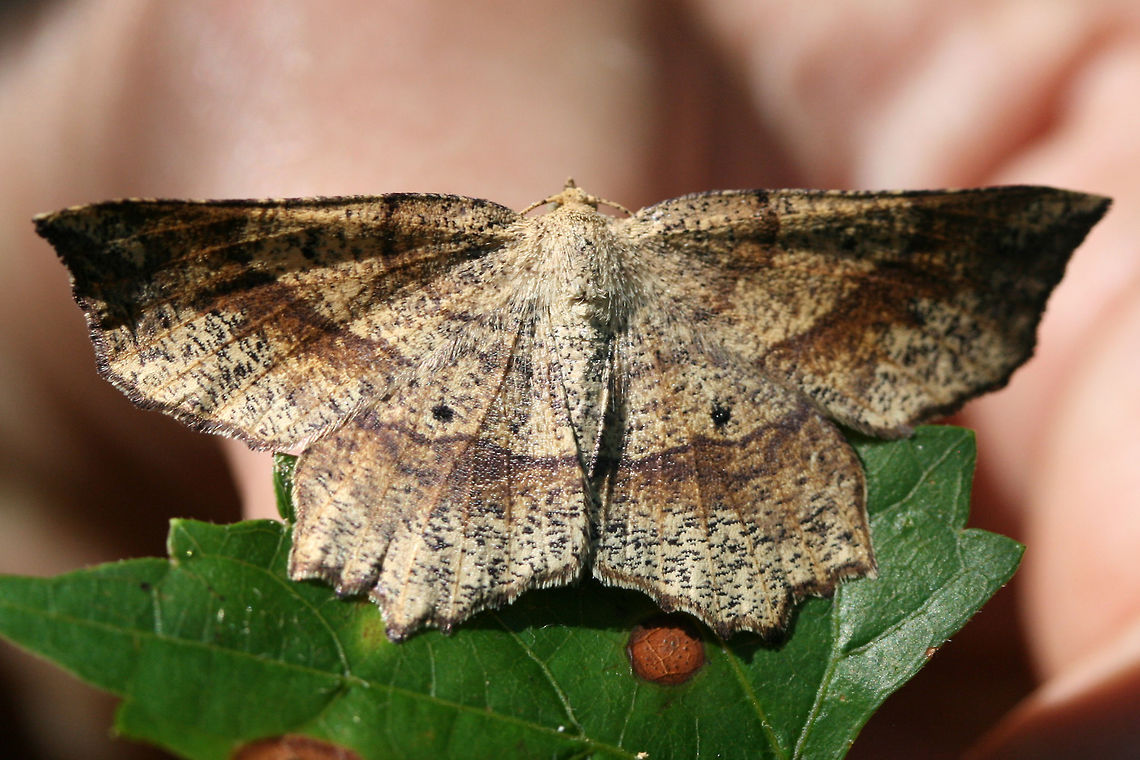 Euchlaena deplanaria? Geometrid moth resting on muscadine leaves in the understory of a dense mixed hardwood/coniferous forest in NW Georgia (Gordon County), US.<br />
<figure class="photo"><a href="https://www.jungledragon.com/image/63866/euchlaena_deplanaria.html" title="Euchlaena deplanaria?"><img src="https://s3.amazonaws.com/media.jungledragon.com/images/3231/63866_thumb.jpg?AWSAccessKeyId=05GMT0V3GWVNE7GGM1R2&Expires=1769040010&Signature=9tZI82xZC374a3B3XJ0WuQT6jKM%3D" width="200" height="140" alt="Euchlaena deplanaria? Geometrid moth resting on muscadine leaves (Vitis rotundifolia) in the understory of a dense mixed hardwood/coniferous forest in NW Georgia (Gordon County), US.<br />
https://www.jungledragon.com/image/63865/euchlaena_deplanaria.html<br />
https://www.jungledragon.com/image/63864/euchlaena_deplanaria.html Euchlaena deplanaria,Geotagged,Moth Week 2018,Summer,United States,deplanaria,geometrid,geometridae,lepidoptera,moth,moths" /></a></figure><br />
<figure class="photo"><a href="https://www.jungledragon.com/image/63864/euchlaena_deplanaria.html" title="Euchlaena deplanaria?"><img src="https://s3.amazonaws.com/media.jungledragon.com/images/3231/63864_thumb.jpg?AWSAccessKeyId=05GMT0V3GWVNE7GGM1R2&Expires=1769040010&Signature=fiviCXOVfkrV8hnOs2YxafZ8Vuc%3D" width="200" height="134" alt="Euchlaena deplanaria? Geometrid moth resting on muscadine leaves in the understory of a dense mixed hardwood/coniferous forest in NW Georgia (Gordon County), US.<br />
https://www.jungledragon.com/image/63865/euchlaena_deplanaria.html<br />
https://www.jungledragon.com/image/63864/euchlaena_deplanaria.html Euchlaena deplanaria,Geotagged,Moth Week 2018,Summer,United States,deplanaria,geometrid,geometridae,lepidoptera,moth,moths" /></a></figure> Euchlaena deplanaria,Geotagged,Moth Week 2018,Summer,United States,deplanaria,geometrid,geometridae,lepidoptera,moth,moths