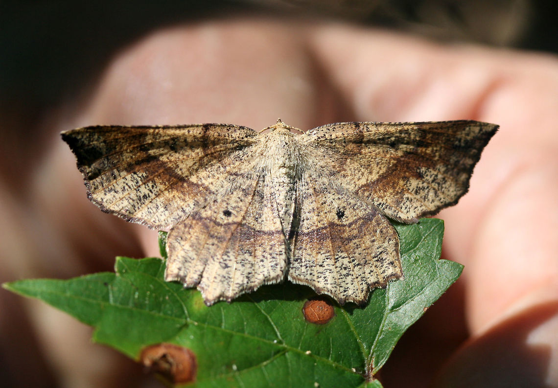 Euchlaena deplanaria? Geometrid moth resting on muscadine leaves (Vitis rotundifolia) in the understory of a dense mixed hardwood/coniferous forest in NW Georgia (Gordon County), US.<br />
<figure class="photo"><a href="https://www.jungledragon.com/image/63865/euchlaena_deplanaria.html" title="Euchlaena deplanaria?"><img src="https://s3.amazonaws.com/media.jungledragon.com/images/3231/63865_thumb.jpg?AWSAccessKeyId=05GMT0V3GWVNE7GGM1R2&Expires=1759968010&Signature=0%2BnPZHYe23pkLJglREhGWh92O4c%3D" width="200" height="134" alt="Euchlaena deplanaria? Geometrid moth resting on muscadine leaves in the understory of a dense mixed hardwood/coniferous forest in NW Georgia (Gordon County), US.<br />
https://www.jungledragon.com/image/63866/euchlaena_deplanaria.html<br />
https://www.jungledragon.com/image/63864/euchlaena_deplanaria.html Euchlaena deplanaria,Geotagged,Moth Week 2018,Summer,United States,deplanaria,geometrid,geometridae,lepidoptera,moth,moths" /></a></figure><br />
<figure class="photo"><a href="https://www.jungledragon.com/image/63864/euchlaena_deplanaria.html" title="Euchlaena deplanaria?"><img src="https://s3.amazonaws.com/media.jungledragon.com/images/3231/63864_thumb.jpg?AWSAccessKeyId=05GMT0V3GWVNE7GGM1R2&Expires=1759968010&Signature=TOh8cAm3yex2cREmV7o9LnXT%2BbA%3D" width="200" height="134" alt="Euchlaena deplanaria? Geometrid moth resting on muscadine leaves in the understory of a dense mixed hardwood/coniferous forest in NW Georgia (Gordon County), US.<br />
https://www.jungledragon.com/image/63865/euchlaena_deplanaria.html<br />
https://www.jungledragon.com/image/63864/euchlaena_deplanaria.html Euchlaena deplanaria,Geotagged,Moth Week 2018,Summer,United States,deplanaria,geometrid,geometridae,lepidoptera,moth,moths" /></a></figure> Euchlaena deplanaria,Geotagged,Moth Week 2018,Summer,United States,deplanaria,geometrid,geometridae,lepidoptera,moth,moths