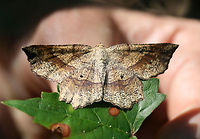 Euchlaena deplanaria? Geometrid moth resting on muscadine leaves (Vitis rotundifolia) in the understory of a dense mixed hardwood/coniferous forest in NW Georgia (Gordon County), US.<br />
https://www.jungledragon.com/image/63865/euchlaena_deplanaria.html<br />
https://www.jungledragon.com/image/63864/euchlaena_deplanaria.html Euchlaena deplanaria,Geotagged,Moth Week 2018,Summer,United States,deplanaria,geometrid,geometridae,lepidoptera,moth,moths