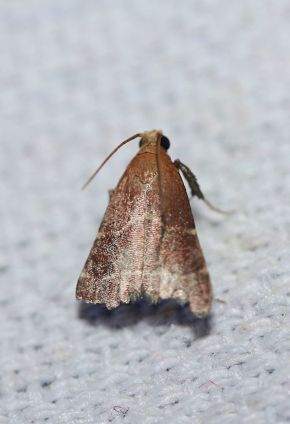 Posturing Arta Moth (Arta statalis) Attracted to a UV light setup near an overgrown backyard habitat in NW Georgia (Gordon County), US. Arta statalis,Geotagged,Moth Week 2018,Summer,United States,arta,lepidoptera,moth,moths,posturing arta moth