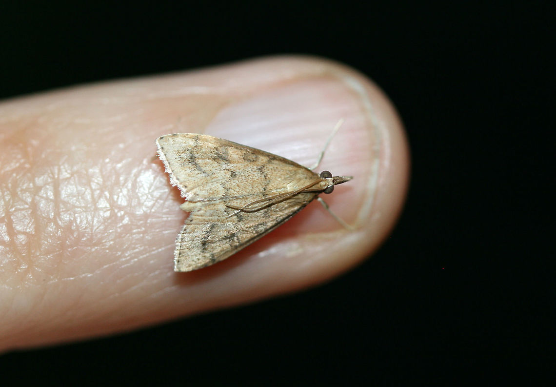 Celery Leaftier Moth (Udea rubigalis) At porchlights near an overgrown backyard habitat. Celery leaftier,Geotagged,Summer,Udea rubigalis,United States,lepidoptera,moth,moth week 2018,moths