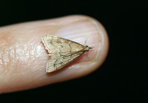 Celery Leaftier Moth (Udea rubigalis) At porchlights near an overgrown backyard habitat. Celery leaftier,Geotagged,Summer,Udea rubigalis,United States,lepidoptera,moth,moth week 2018,moths