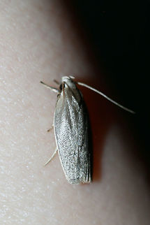 Unknown Moth At porch lights near an overgrown backyard habitat in NW Georgia (Gordon County), US.

For more photos (some blurry), see: https://www.inaturalist.org/observations/14887544 Geotagged,Lepidoptera,Summer,United States,moth,moth week 2018,moths