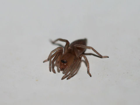 Unknown Sac Spider At porch lights near an overgrown backyard habitat in NW Georgia.
 Geotagged,Summer,United States