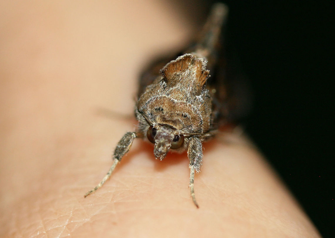 Soybean Looper Moth (Chrysodeixis includens) At porchlights near an overgrown backyard habitat.<br />
<figure class="photo"><a href="https://www.jungledragon.com/image/63926/soybean_looper_moth_chrysodeixis_includens.html" title="Soybean Looper Moth (Chrysodeixis includens)"><img src="https://s3.amazonaws.com/media.jungledragon.com/images/3231/63926_thumb.jpg?AWSAccessKeyId=05GMT0V3GWVNE7GGM1R2&Expires=1767225610&Signature=h46qykxJHUY%2F%2FEumqz4O0FdxP%2Bw%3D" width="200" height="142" alt="Soybean Looper Moth (Chrysodeixis includens) At porchlights near an overgrown backyard habitat.<br />
https://www.jungledragon.com/image/63925/soybean_looper_moth_chrysodeixis_includens.html<br />
https://www.jungledragon.com/image/63927/soybean_looper_moth_chrysodeixis_includens.html Chrysodeixis includens,Geotagged,Summer,United States,lepidoptera,moth,moth week 2018,moths,soybean looper moth" /></a></figure><br />
<figure class="photo"><a href="https://www.jungledragon.com/image/63927/soybean_looper_moth_chrysodeixis_includens.html" title="Soybean Looper Moth (Chrysodeixis includens)"><img src="https://s3.amazonaws.com/media.jungledragon.com/images/3231/63927_thumb.jpg?AWSAccessKeyId=05GMT0V3GWVNE7GGM1R2&Expires=1767225610&Signature=QkjmfcZGzFA0ndo14qxnlPEsUzI%3D" width="200" height="140" alt="Soybean Looper Moth (Chrysodeixis includens) At porchlights near an overgrown backyard habitat.<br />
https://www.jungledragon.com/image/63925/soybean_looper_moth_chrysodeixis_includens.html<br />
https://www.jungledragon.com/image/63926/soybean_looper_moth_chrysodeixis_includens.html Chrysodeixis includens,Geotagged,Summer,lepidoptera,moth,moth week 2018,moths,soybean looper moth" /></a></figure> Chrysodeixis includens,Geotagged,Summer,United States,lepidoptera,moth,moth week 2018,moths,soybean looper moth