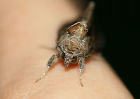 Soybean Looper Moth (Chrysodeixis includens) At porchlights near an overgrown backyard habitat.<br />
https://www.jungledragon.com/image/63926/soybean_looper_moth_chrysodeixis_includens.html<br />
https://www.jungledragon.com/image/63927/soybean_looper_moth_chrysodeixis_includens.html Chrysodeixis includens,Geotagged,Summer,United States,lepidoptera,moth,moth week 2018,moths,soybean looper moth