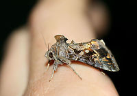 Soybean Looper Moth (Chrysodeixis includens) At porchlights near an overgrown backyard habitat.<br />
https://www.jungledragon.com/image/63925/soybean_looper_moth_chrysodeixis_includens.html<br />
https://www.jungledragon.com/image/63927/soybean_looper_moth_chrysodeixis_includens.html Chrysodeixis includens,Geotagged,Summer,United States,lepidoptera,moth,moth week 2018,moths,soybean looper moth