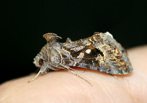 Soybean Looper Moth (Chrysodeixis includens) At porchlights near an overgrown backyard habitat.
https://www.jungledragon.com/image/63925/soybean_looper_moth_chrysodeixis_includens.html
https://www.jungledragon.com/image/63926/soybean_looper_moth_chrysodeixis_includens.html Chrysodeixis includens,Geotagged,Summer,lepidoptera,moth,moth week 2018,moths,soybean looper moth