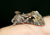 Soybean Looper Moth (Chrysodeixis includens) At porchlights near an overgrown backyard habitat.<br />
https://www.jungledragon.com/image/63925/soybean_looper_moth_chrysodeixis_includens.html<br />
https://www.jungledragon.com/image/63926/soybean_looper_moth_chrysodeixis_includens.html Chrysodeixis includens,Geotagged,Summer,lepidoptera,moth,moth week 2018,moths,soybean looper moth
