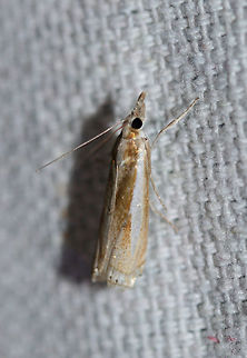 Common Grass Veneer (Crambus praefectellus) At a UV light setup near an overgrown backyard habitat. Crambus praefectellus,Geotagged,Summer,United States,lepidoptera,moth,moth week 2018,moths