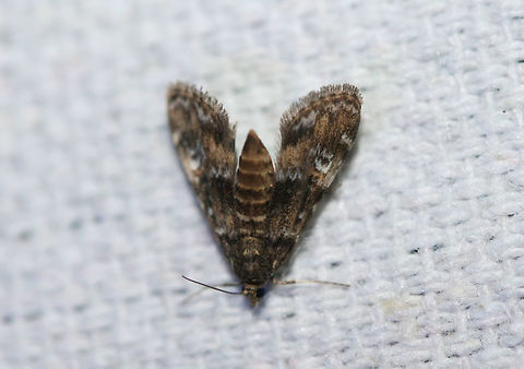 Waterlily Leafcutter Moth (Elophila obliteralis) At a UV light setup near an overgrown backyard habitat in NW Georgia (Gordon County), US. Elophila obliteralis,Geotagged,Summer,United States,crambid,crambidae,lepidoptera,moth,moths,waterlily leafcutter moth