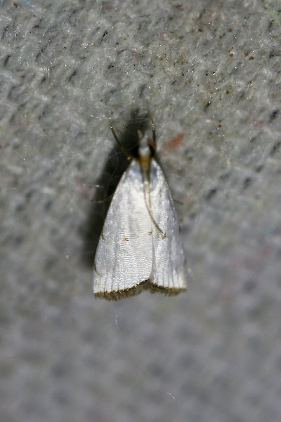 Milky Urola Moth (Argyria lacteella) At a UV light setup near a backyard habitat in NW Georgia.<br />
<br />
*sorry for the terrible blur! Argyria lacteella,Geotagged,Lepidoptera,Summer,United States,milky urola moth,moth,moth week 2018,moths,urola moth