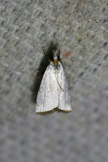 Milky Urola Moth (Argyria lacteella) At a UV light setup near a backyard habitat in NW Georgia.

*sorry for the terrible blur! Argyria lacteella,Geotagged,Lepidoptera,Summer,United States,milky urola moth,moth,moth week 2018,moths,urola moth
