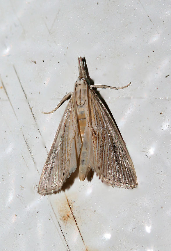 Unknown Crambid Snout Moth (Family Crambidae) On the cool surface of a chest freezer below porch lights near a backyard habitat in NW Georgia<br />
<br />
Working on an ID for this tricky one! Crambidae,Geotagged,Summer,United States,crambid,lepidoptera,moth,moth week 2018,moths
