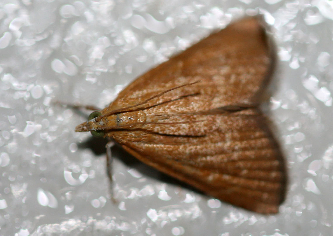 White-roped Glaphyria Moth (Glaphyria sequistrialis)? At porchlights near an overgrown backyard habitat. This is the most orange individual I have seen of this species, but I&#039;m assuming this is correct?<br />
<figure class="photo"><a href="https://www.jungledragon.com/image/63938/white-roped_glaphyria_moth_glaphyria_sequistrialis.html" title="White-roped Glaphyria Moth (Glaphyria sequistrialis)?"><img src="https://s3.amazonaws.com/media.jungledragon.com/images/3231/63938_thumb.jpg?AWSAccessKeyId=05GMT0V3GWVNE7GGM1R2&Expires=1759968010&Signature=lbzW8m3Gr6punBoP2a9KZcXcTcA%3D" width="200" height="138" alt="White-roped Glaphyria Moth (Glaphyria sequistrialis)? Crambid moth at porchlights near an overgrown backyard habitat. This is the most orange individual I have seen of this species, but I&#039;m assuming this is correct?<br />
https://www.jungledragon.com/image/63937/white-roped_glaphyria_moth_glaphyria_sequistrialis.html Geotagged,Glaphyria sesquistrialis,Summer,United States,White-roped glaphyria moth,glaphyria,glaphyria moth,lepidoptera,moth,moth week 2018,moths" /></a></figure> Geotagged,Glaphyria sesquistrialis,Summer,United States,White-roped glaphyria moth,glaphyria,glaphyria moth,lepidoptera,moth,moth week 2018,moths