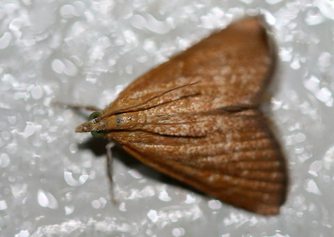 White-roped Glaphyria Moth (Glaphyria sequistrialis)? At porchlights near an overgrown backyard habitat. This is the most orange individual I have seen of this species, but I'm assuming this is correct?
https://www.jungledragon.com/image/63938/white-roped_glaphyria_moth_glaphyria_sequistrialis.html Geotagged,Glaphyria sesquistrialis,Summer,United States,White-roped glaphyria moth,glaphyria,glaphyria moth,lepidoptera,moth,moth week 2018,moths