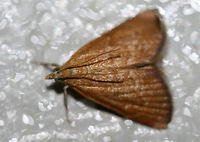 White-roped Glaphyria Moth (Glaphyria sequistrialis)? At porchlights near an overgrown backyard habitat. This is the most orange individual I have seen of this species, but I'm assuming this is correct?<br />
https://www.jungledragon.com/image/63938/white-roped_glaphyria_moth_glaphyria_sequistrialis.html Geotagged,Glaphyria sesquistrialis,Summer,United States,White-roped glaphyria moth,glaphyria,glaphyria moth,lepidoptera,moth,moth week 2018,moths