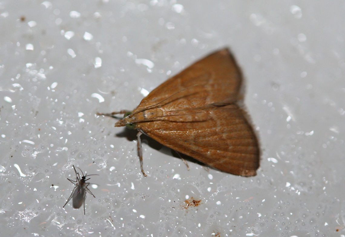 White-roped Glaphyria Moth (Glaphyria sequistrialis)? Crambid moth at porchlights near an overgrown backyard habitat. This is the most orange individual I have seen of this species, but I&#039;m assuming this is correct?<br />
<figure class="photo"><a href="https://www.jungledragon.com/image/63937/white-roped_glaphyria_moth_glaphyria_sequistrialis.html" title="White-roped Glaphyria Moth (Glaphyria sequistrialis)?"><img src="https://s3.amazonaws.com/media.jungledragon.com/images/3231/63937_thumb.jpg?AWSAccessKeyId=05GMT0V3GWVNE7GGM1R2&Expires=1767225610&Signature=jd1A6QvXCNs7inraouxJtHJQwlA%3D" width="200" height="142" alt="White-roped Glaphyria Moth (Glaphyria sequistrialis)? At porchlights near an overgrown backyard habitat. This is the most orange individual I have seen of this species, but I&#039;m assuming this is correct?<br />
https://www.jungledragon.com/image/63938/white-roped_glaphyria_moth_glaphyria_sequistrialis.html Geotagged,Glaphyria sesquistrialis,Summer,United States,White-roped glaphyria moth,glaphyria,glaphyria moth,lepidoptera,moth,moth week 2018,moths" /></a></figure> Geotagged,Glaphyria sesquistrialis,Summer,United States,White-roped glaphyria moth,glaphyria,glaphyria moth,lepidoptera,moth,moth week 2018,moths