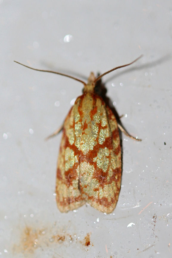 Sparganothis Fruitworm Moth (Sparganothis sulfureana) On the cool surface of a chest freezer below porch lights near an overgrown backyard habitat. Geotagged,Moth Week 2018,Sparganothis fruitworm moth,Sparganothis sulfureana,Summer,United States,lepidoptera,moth,moths,sparganothis