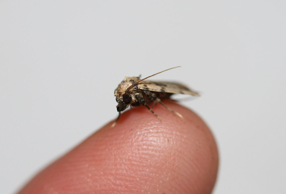 Common Arugisa Moth (Arugisa lutea) At porch lights near an overgrown backyard habitat in NW Georgia.<br />
<figure class="photo"><a href="https://www.jungledragon.com/image/63942/common_arugisa_moth_arugisa_lutea.html" title="Common Arugisa Moth (Arugisa lutea)"><img src="https://s3.amazonaws.com/media.jungledragon.com/images/3231/63942_thumb.jpg?AWSAccessKeyId=05GMT0V3GWVNE7GGM1R2&Expires=1767225610&Signature=RyTBG4kpvvAooRXVNs9jUkl9DpQ%3D" width="108" height="152" alt="Common Arugisa Moth (Arugisa lutea) At porch lights near an overgrown backyard habitat in NW Georgia.<br />
https://www.jungledragon.com/image/63941/common_arugisa_moth_arugisa_lutea.html API,Arugisa lutea,Geotagged,Summer,United States,arugisa,common arugisa moth,lepidoptera,moth,moth week 2018,moths" /></a></figure><br />
 API,Arugisa lutea,Geotagged,Summer,United States,arugisa,common arugisa moth,lepidoptera,moth,moth week 2018,moths