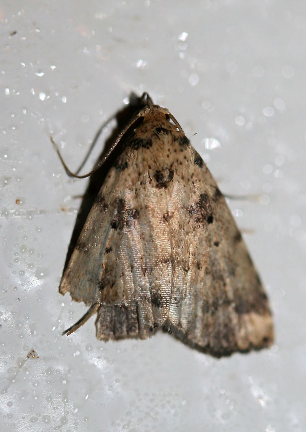 Common Arugisa Moth (Arugisa lutea) At porch lights near an overgrown backyard habitat in NW Georgia.<br />
<figure class="photo"><a href="https://www.jungledragon.com/image/63941/common_arugisa_moth_arugisa_lutea.html" title="Common Arugisa Moth (Arugisa lutea)"><img src="https://s3.amazonaws.com/media.jungledragon.com/images/3231/63941_thumb.jpg?AWSAccessKeyId=05GMT0V3GWVNE7GGM1R2&Expires=1767225610&Signature=QIz%2FPFVB95pKP7slghs3zP2SUHc%3D" width="200" height="138" alt="Common Arugisa Moth (Arugisa lutea) At porch lights near an overgrown backyard habitat in NW Georgia.<br />
https://www.jungledragon.com/image/63942/common_arugisa_moth_arugisa_lutea.html<br />
 API,Arugisa lutea,Geotagged,Summer,United States,arugisa,common arugisa moth,lepidoptera,moth,moth week 2018,moths" /></a></figure> API,Arugisa lutea,Geotagged,Summer,United States,arugisa,common arugisa moth,lepidoptera,moth,moth week 2018,moths