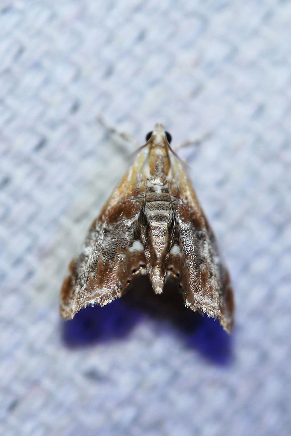 Julia's Dicymolomia Moth (Dicymolomia julianalis) At a UV light setup near an overgrown backyard habitat.<br />
<figure class="photo"><a href="https://www.jungledragon.com/image/63946/julias_dicymolomia_moth_dicymolomia_julianalis.html" title="Julia&#039;s Dicymolomia Moth (Dicymolomia julianalis)"><img src="https://s3.amazonaws.com/media.jungledragon.com/images/3231/63946_thumb.jpg?AWSAccessKeyId=05GMT0V3GWVNE7GGM1R2&Expires=1767225610&Signature=Y9D%2FA60q79wvlrtFUTevOhp2XyM%3D" width="200" height="142" alt="Julia&#039;s Dicymolomia Moth (Dicymolomia julianalis) At a UV light setup near an overgrown backyard habitat.<br />
https://www.jungledragon.com/image/63945/julias_dicymolomia_moth_dicymolomia_julianalis.html Dicymolomia julianalis,Geotagged,Lepidoptera,Summer,United States,moth,moth week 2018,moths" /></a></figure> Dicymolomia julianalis,Geotagged,Lepidoptera,Summer,United States,moth,moth week 2018,moths