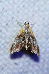 Julia's Dicymolomia Moth (Dicymolomia julianalis) At a UV light setup near an overgrown backyard habitat.<br />
https://www.jungledragon.com/image/63946/julias_dicymolomia_moth_dicymolomia_julianalis.html Dicymolomia julianalis,Geotagged,Lepidoptera,Summer,United States,moth,moth week 2018,moths