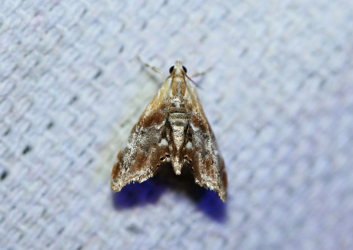 Julia's Dicymolomia Moth (Dicymolomia julianalis) At a UV light setup near an overgrown backyard habitat.<br />
<figure class="photo"><a href="https://www.jungledragon.com/image/63945/julias_dicymolomia_moth_dicymolomia_julianalis.html" title="Julia's Dicymolomia Moth (Dicymolomia julianalis)"><img src="https://s3.amazonaws.com/media.jungledragon.com/images/3231/63945_thumb.jpg?AWSAccessKeyId=05GMT0V3GWVNE7GGM1R2&Expires=1769040010&Signature=QvRkk5YoWJw91%2B25AWH0SQwYdT0%3D" width="102" height="152" alt="Julia's Dicymolomia Moth (Dicymolomia julianalis) At a UV light setup near an overgrown backyard habitat.<br />
https://www.jungledragon.com/image/63946/julias_dicymolomia_moth_dicymolomia_julianalis.html Dicymolomia julianalis,Geotagged,Lepidoptera,Summer,United States,moth,moth week 2018,moths" /></a></figure> Dicymolomia julianalis,Geotagged,Lepidoptera,Summer,United States,moth,moth week 2018,moths