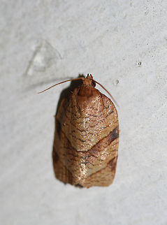 Parallel-banded Leafroller Moth (Choristoneura parallela) At porchlights near an overgrown backyard habitat in NW Georgia (Gordon County).

Hopefully I ID'ed this correctly. ID based on comparisons between Archips purpurana, Choristoneura rosaceana, and Choristoneura parrallela on BugGuide. https://bugguide.net/node/view/72465
https://www.jungledragon.com/image/63954/parallel-banded_leafroller_moth_choristoneura_parallela.html Choristoneura parallela,Geotagged,Moth Week 2018,Summer,United States,lepidoptera,moth,moths